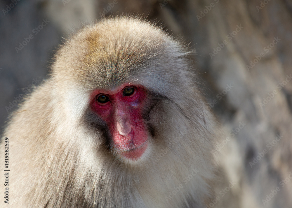 Japanese macaque (Macaca fuscata) in its natural habitat, commonly found in Japan’s forests and mountains. Japanese macaque (Macaca fuscata) in its natural habitat, commonly found in Japan’s forests and mountains.