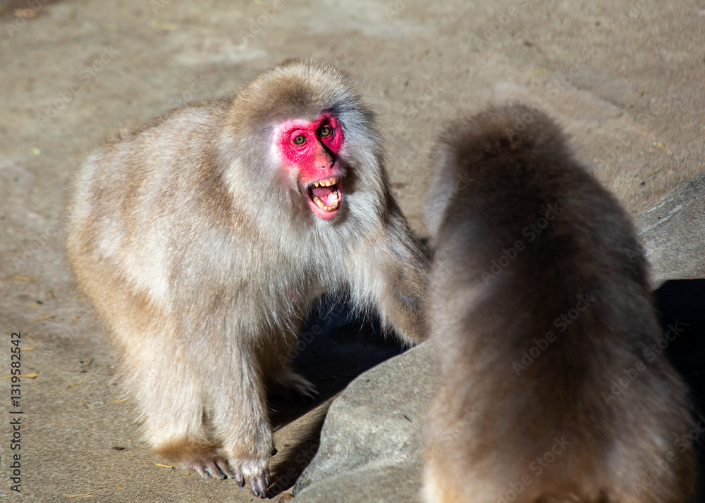 Japanese macaque (Macaca fuscata) in its natural habitat, commonly found in Japan’s forests and mountains. Japanese macaque (Macaca fuscata) in its natural habitat, commonly found in Japan’s forests and mountains.