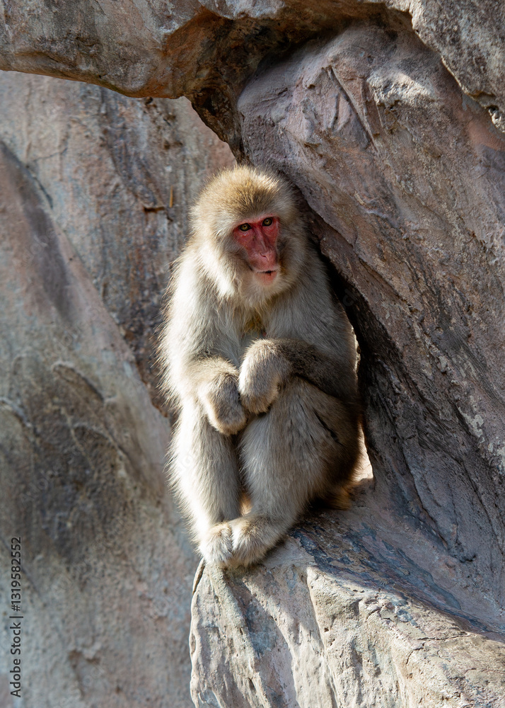Japanese macaque (Macaca fuscata) in its natural habitat, commonly found in Japan’s forests and mountains.