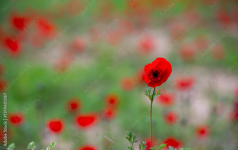 Fototapeta premium A single red Anemone flower on a background of blurry anemones red flowers. 