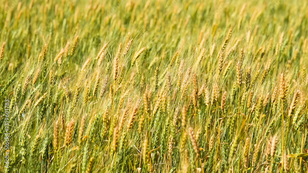 Golden wheat field. Ears of golden wheat in close-up. Golden wheat field. Ears of golden wheat in close-up.