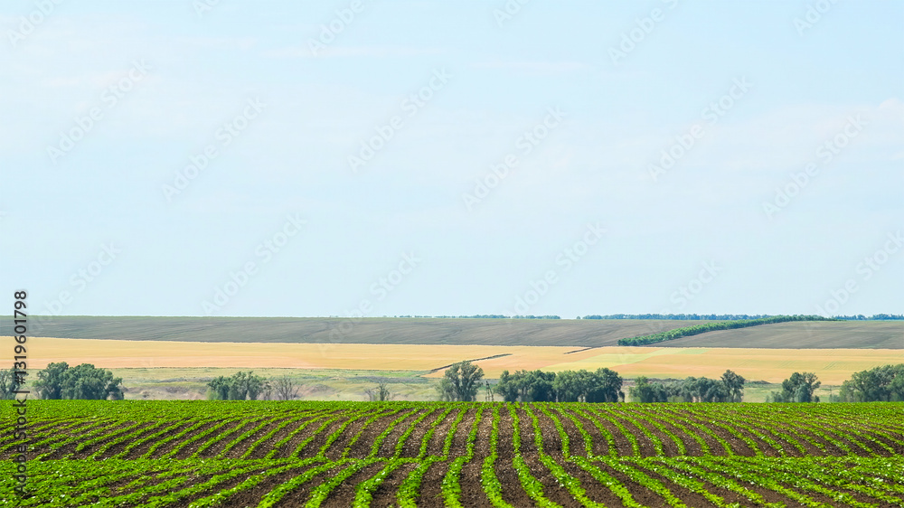 Sprouts of young corn in a field against a blue sky. Sprouts of young corn in a field against a blue sky.