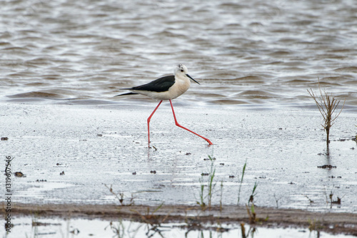 Stelzenläufer watet im seichten Wasser