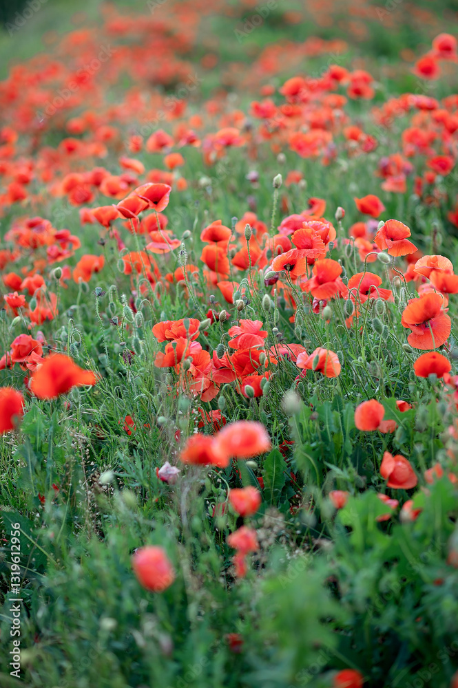 Fototapeta premium Red poppies blooming in a field during springtime