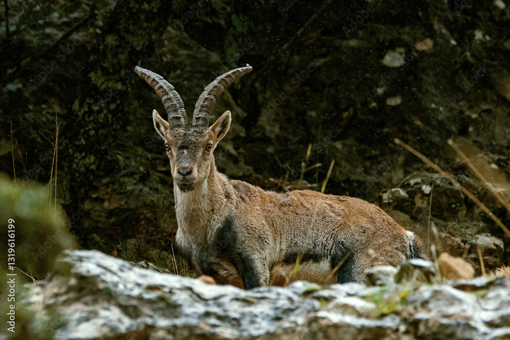 Naklejka premium Macho de cabra hispánica pirenaica, en el parque natural de Cazorla, Segura y Las Villas.