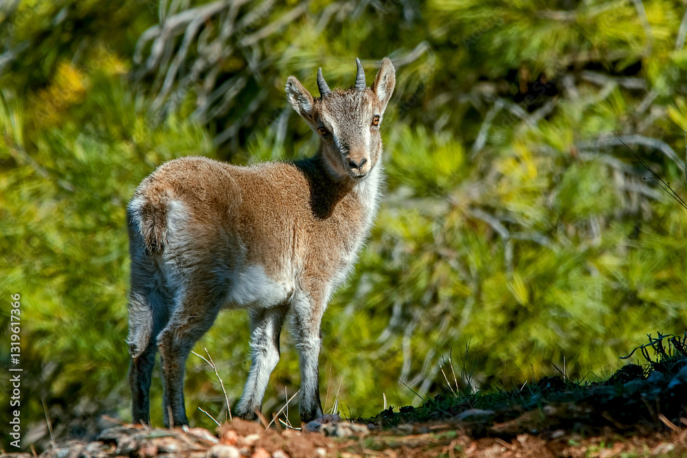 Fototapeta premium Macho de cabra hispánica pirenaica, en el parque natural de Cazorla, Segura y Las Villas.