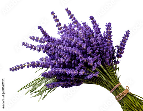 Fragrant Lavender Bouquet with Soft Purple Blossoms and Green Stems, Carefully Arranged and Isolated on White Background for a Fresh and Natural Botanical Display.
 photo