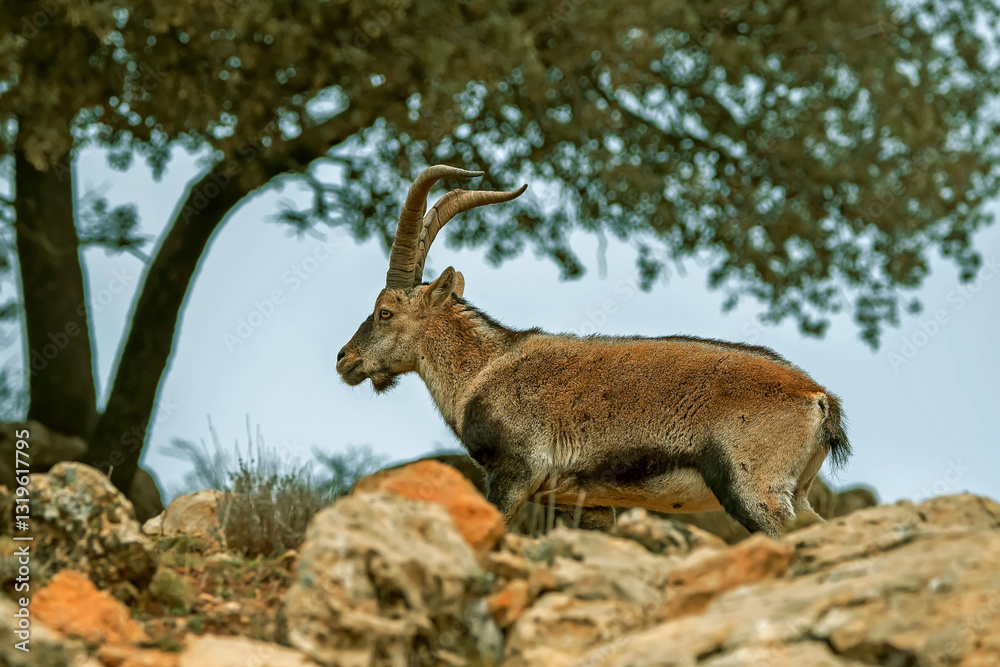 Macho de cabra hispánica pirenaica, en el parque natural de Cazorla, Segura y Las Villas. Macho de cabra hispánica pirenaica, en el parque natural de Cazorla, Segura y Las Villas.
