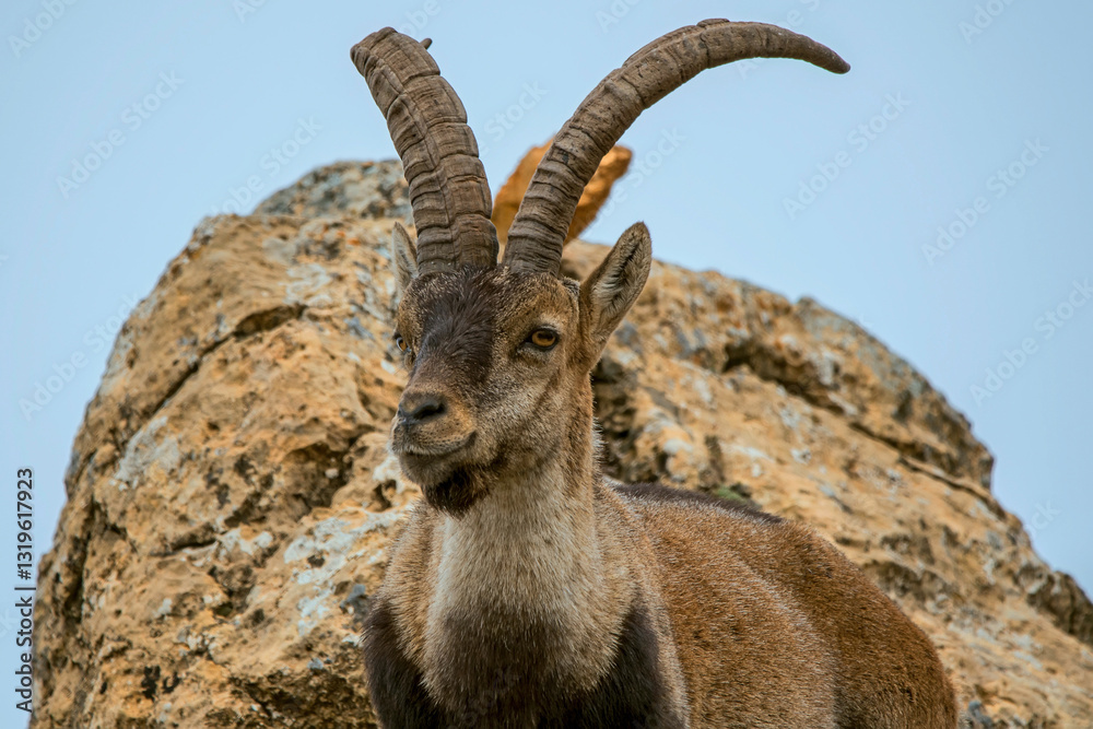 Macho de cabra hispánica pirenaica, en el parque natural de Cazorla, Segura y Las Villas. Macho de cabra hispánica pirenaica, en el parque natural de Cazorla, Segura y Las Villas.