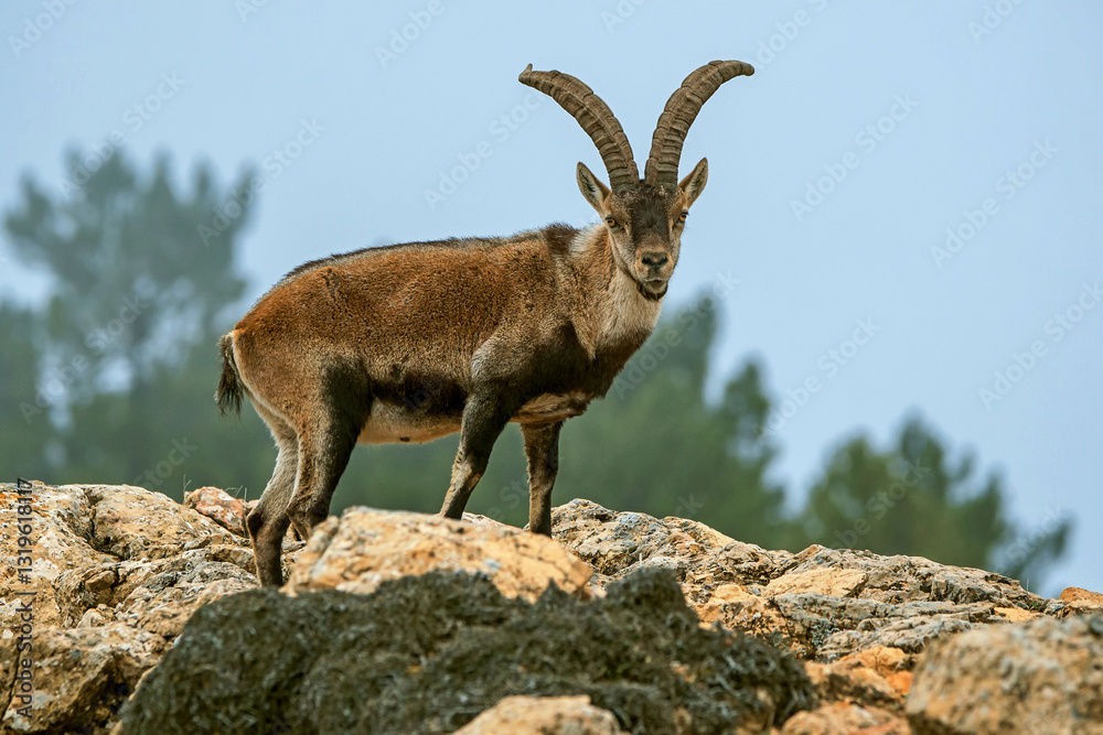Macho de cabra hispánica pirenaica, en el parque natural de Cazorla, Segura y Las Villas. Macho de cabra hispánica pirenaica, en el parque natural de Cazorla, Segura y Las Villas.