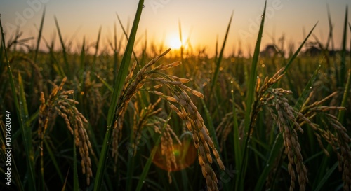 Rice Paddy at Sunrise with Golden Light and Dew Drops