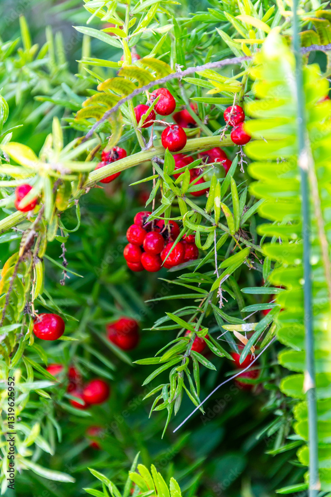 Obraz premium Asparagus schoberioides pertenece a la familia Asparagaceae.