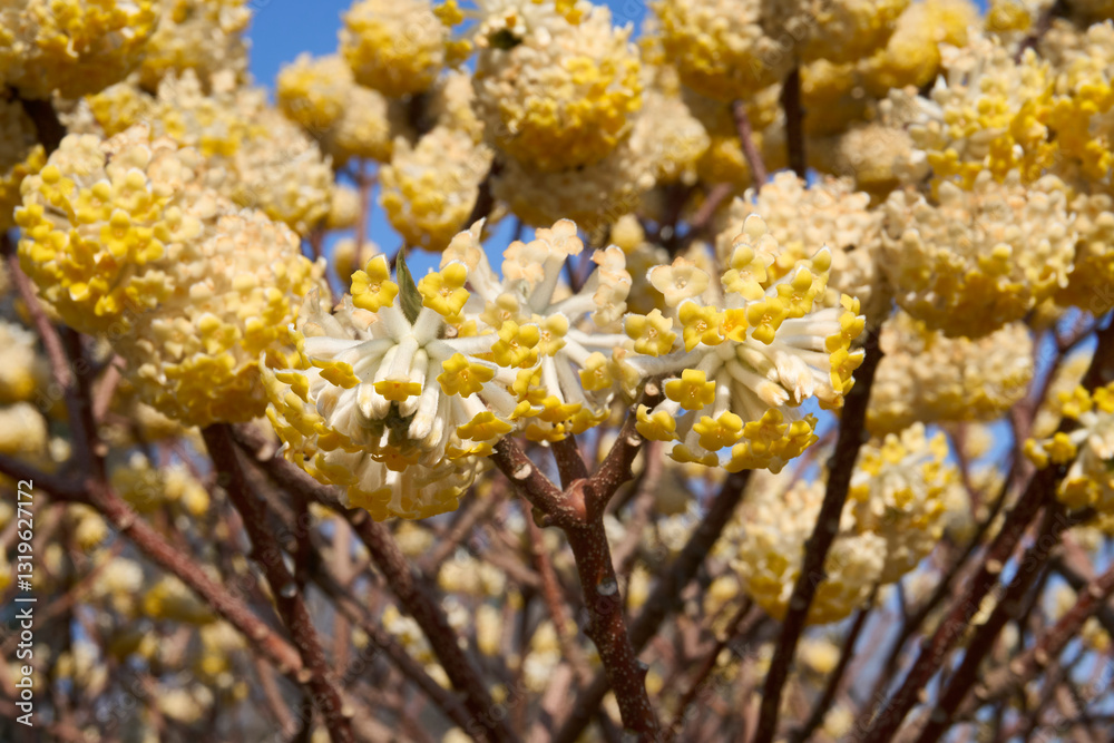 Fototapeta premium Edgeworthia chrysantha shrub