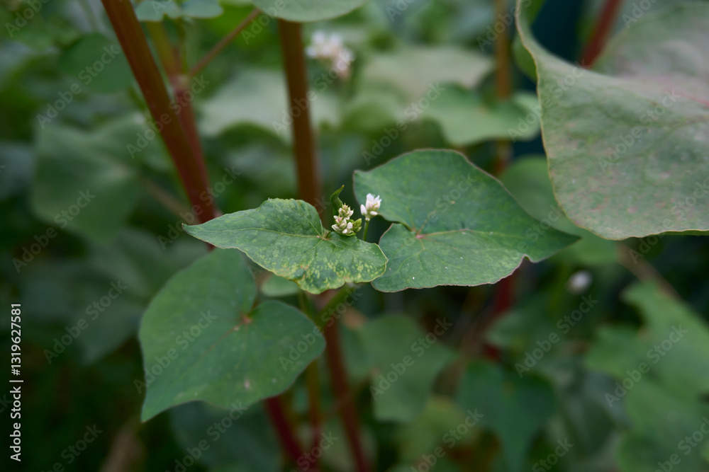 Fagopyrum esqulentum close up
