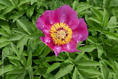 Paeonia officinalis in bloom