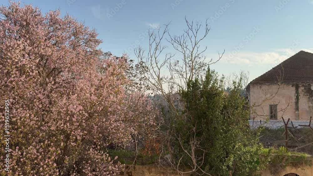 A blooming almond tree in front of abandoned Eastern houses in Nazareth, Israel. Spring in the Mediterranean. A blooming almond tree in front of abandoned Eastern houses in Nazareth, Israel. Spring in the Mediterranean.