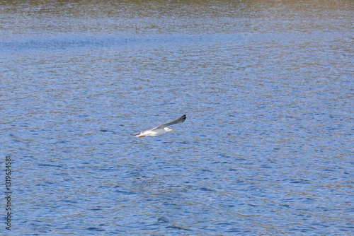 Wallpaper Mural Seagull flying over the sea Torontodigital.ca