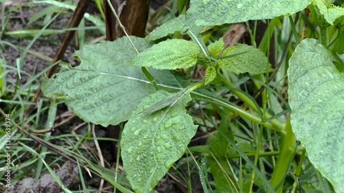 Wallpaper Mural green cricket on the grass Torontodigital.ca