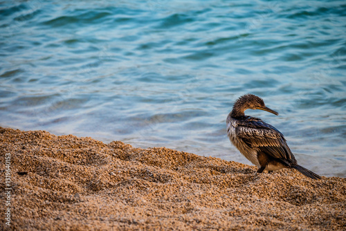 Fototapeta Naklejka Na Ścianę i Meble -  Young cormorant bird swaying its head backwards while standing on the pebble beach on island Cres, Croatia