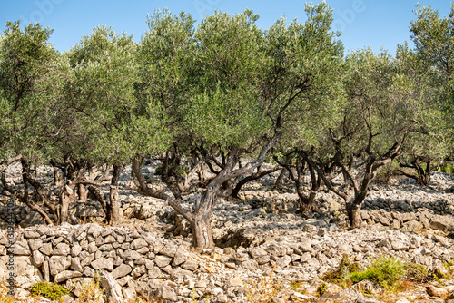 Beautiful olive tree plantation with man made drywalls dividing the planted trees at the island of Cres, Croatia