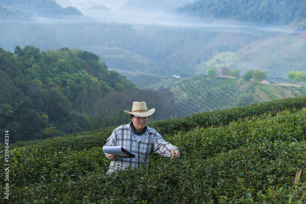Farmer inspects tea fields. Smart farming and digital farming in Green tea industry. Agricultural researchers monitor the quality of tea leaves in plantation. Farmer Tea Plantation checking quality Farmer inspects tea fields. Smart farming and digital farming in Green tea industry. Agricultural researchers monitor the quality of tea leaves in plantation. Farmer Tea Plantation checking quality