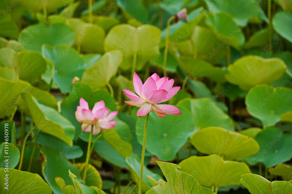 A huge pond with blooming lotuses. Summer. Blossom. Ecotourism. Zen. A huge pond with blooming lotuses. Summer. Blossom. Ecotourism. Zen.