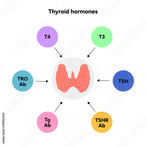 Thyroid gland: Medical anatomy, functions and hormones. Medicine and diagram