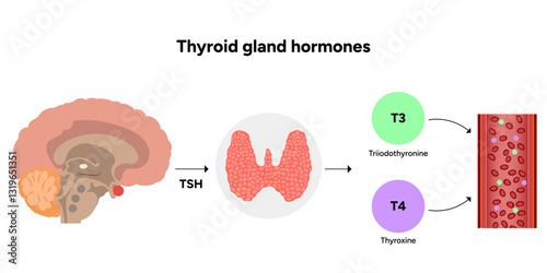 Thyroid gland: Medical anatomy, functions and hormones. Medicine and diagram