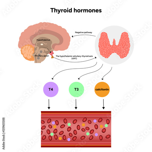 Thyroid gland: Medical anatomy, functions and hormones. Medicine and diagram