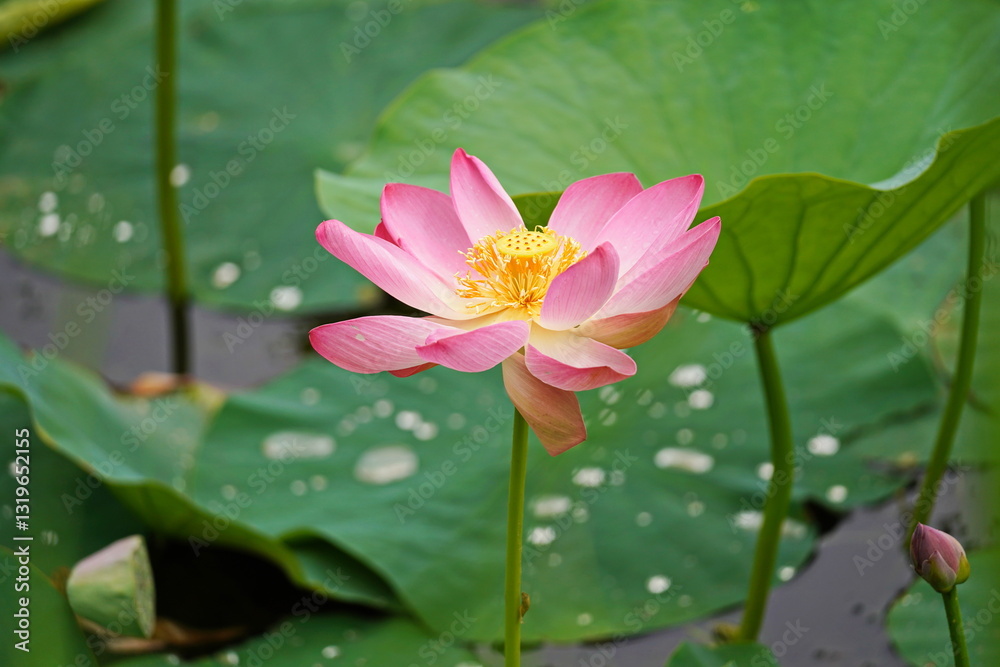 A huge pond with blooming lotuses. Summer. Blossom. Ecotourism. Zen. A huge pond with blooming lotuses. Summer. Blossom. Ecotourism. Zen.