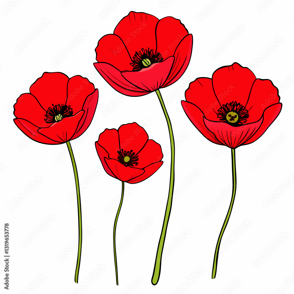 Obraz premium Red Poppy Flowers on White Background