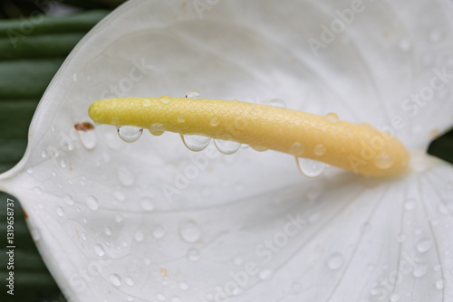 White anthurium spadix covered in dew drops with green leaves background