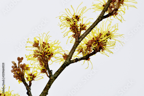 Zaubernuß, Japanische Zaubernuß, Hamamelis japonica photo