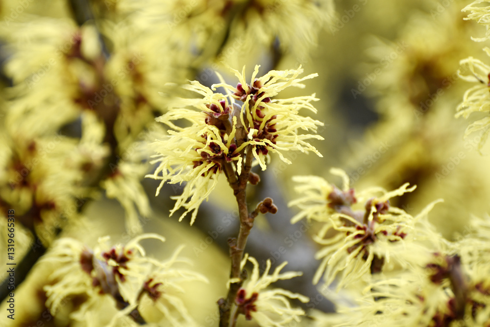 Zaubernuß, Japanische Zaubernuß, Hamamelis japonica Zaubernuß, Japanische Zaubernuß, Hamamelis japonica
