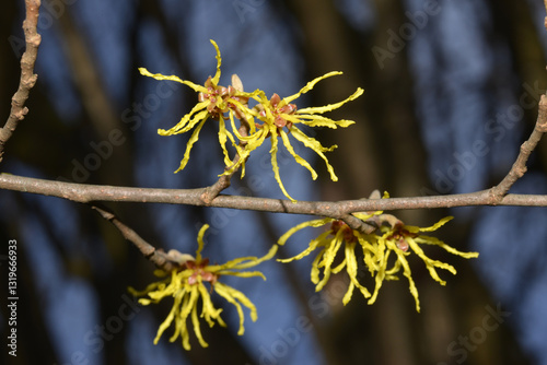 Zaubernuss, Großblütige ,  Hamamelis x intermedia – Arnold Promise
