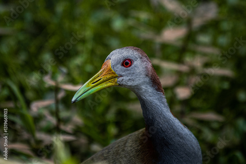 Giant wood rail bird portrait in Esteros del Iberá, Argentina. (Aramides ypecaha)