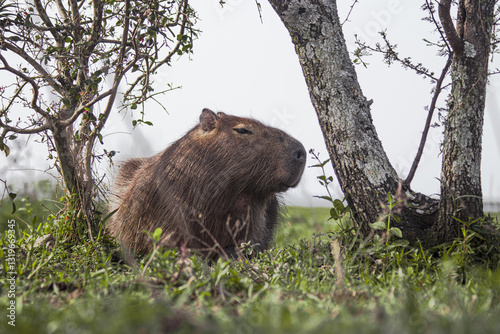Relaxed and chill Capybara under a tree in Esteros del Ibera wetland National Park in Corrientes Argentina. (Hydrochoerus hydrochaeris) 