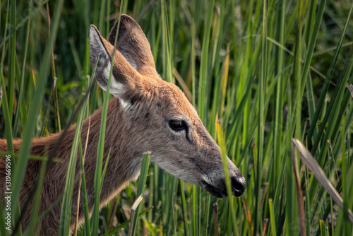 Female marsh deer portrait in Esteros del Ibera, Corrientes, Argentina (Blastocerus dichotomus)
