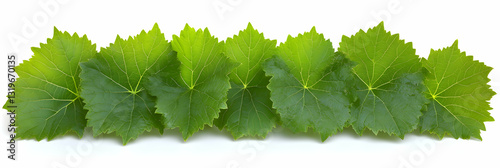 Vibrant Green Vine Leaves Arranged in a Row on White Background. Fresh, Lush Foliage Display, Perfect for Nature-themed Designs.