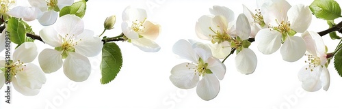 beautiful branch of apple tree in the bloom isolated on white background