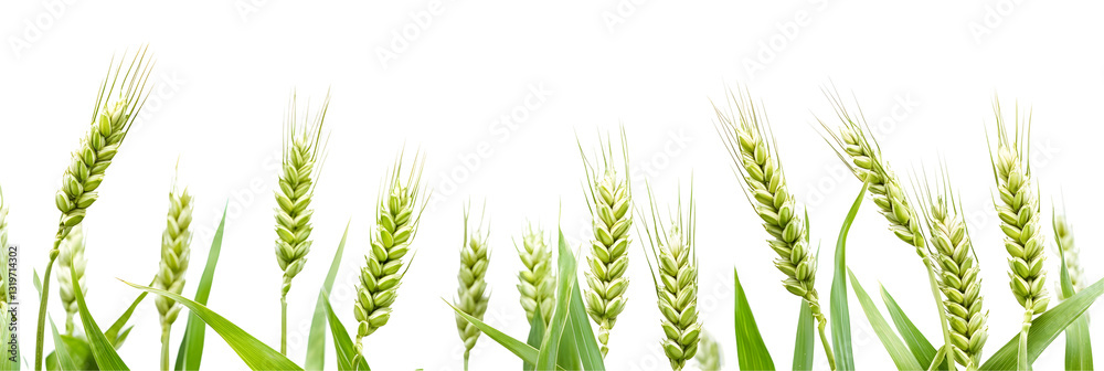 Naklejka premium Green young ears of wheat isolted on white or transparent background