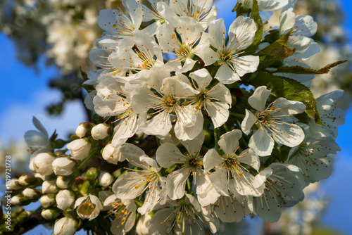 Blossoming branch of cherry tree against blue sky.  Prunus avium, sweet cherry, or gean.