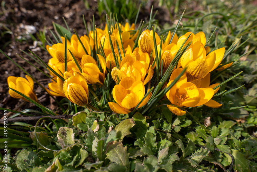 A cluster of bright yellow crocus flowers blooming in the garden. The petals have subtle brown stripes and the flowers are surrounded by green leaves and soil.