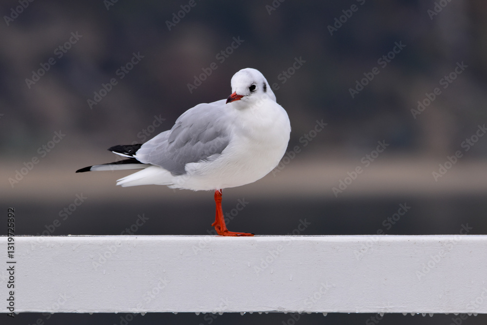 Obraz premium one standing segull with red beak (Chroicocephalus novaehollandiae)