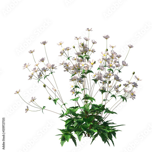 Foto Anemone hupehensis, Anemone x hybrida, Japanese anemone, evergreen, small tree,
