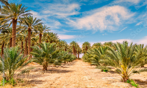 Road among date palm plantations with trees of different ages, sustainable agriculture industry for healthy food in desert and arid areas of the Middle East and Africa. No AI tools were used
