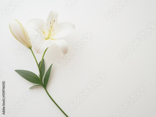 White easter lily blooming on minimalist white background. Generative ai illustrations