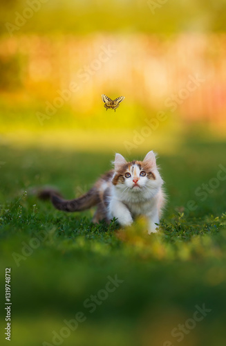 cute fluffy kitten walking on green grass in sunny garden and looking at flut...
