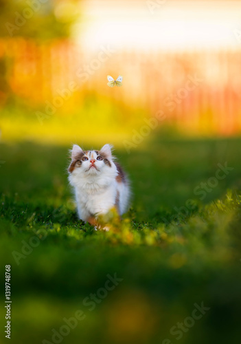 cute fluffy kitten walking on green grass in sunny garden and looking at flut...