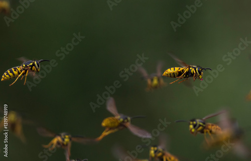 striped and dangerous insects wasps fly in a swarm in the garden on a green b...